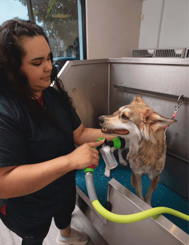 Dog being groomed with a blow dryer at Country Lane Pet Resort.