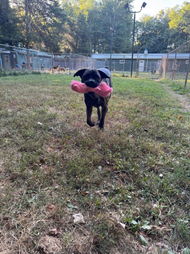 Dog running in outdoor play area with pink toy at pet resort.