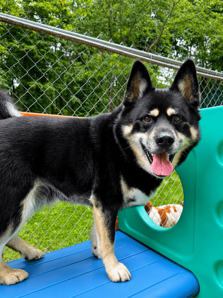 Happy dog at Country Lane Pet Resort with outdoor play area.