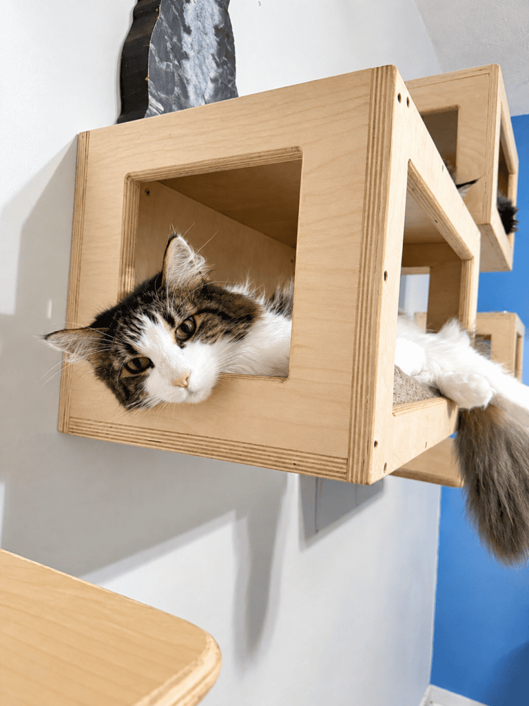 Relaxed cat lying in a wooden cat house at Country Lane Pet Resort.