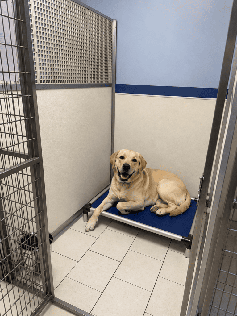 Labrador retriever resting in a clean, secure kennel at Country Lane Pet Resort.
