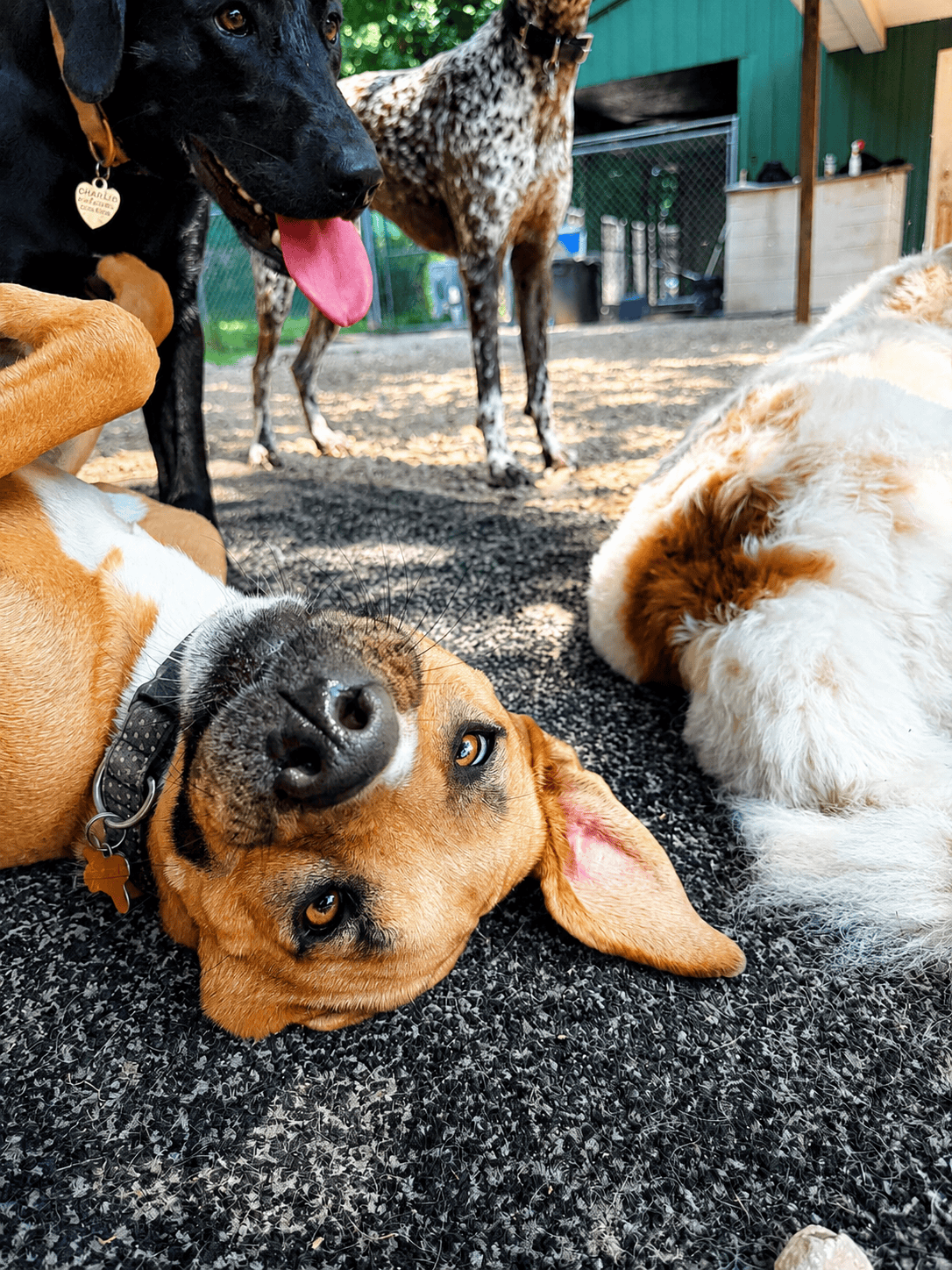Group of dogs resting and playing at a pet resort outdoor area.
