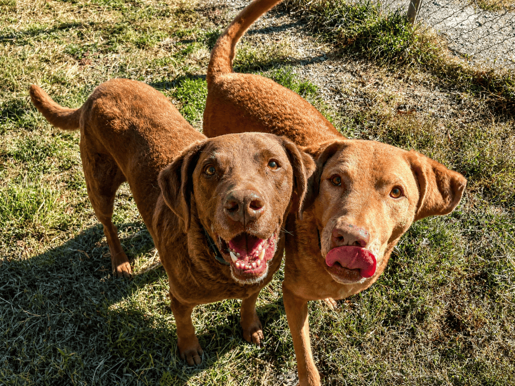 Two happy dogs playing outdoors at Country Lane Pet Resort.